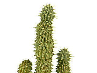 Image showing Hoodia Gordonii