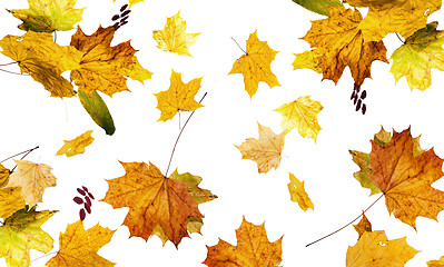 Image showing autumn fallen down leaves 