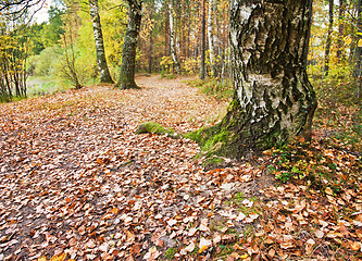 Image showing Autumn landscape.