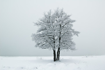 Image showing The tree covered with hoarfrost in a fog