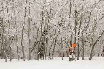 Image showing The tree covered with hoarfrost in a fog