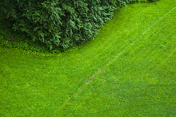 Image showing The top view on a green lawn 