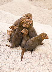 Image showing dwarf mongoose