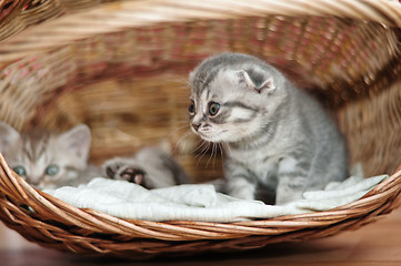 Image showing Small nice kittens of the British breed