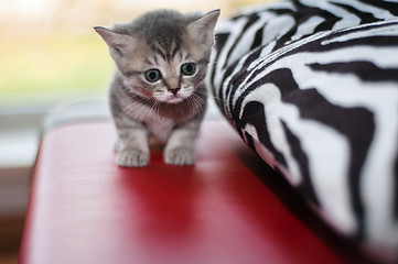 Image showing Small nice kittens of the British breed