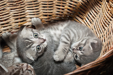 Image showing Small nice kittens of the British breed