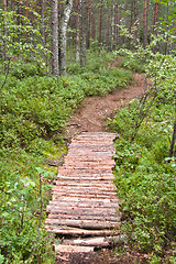 Image showing Footpath the leader in pine wood