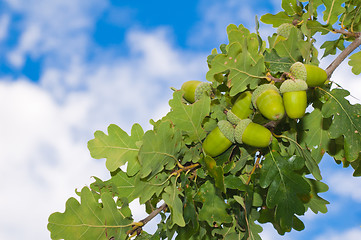 Image showing Branch of an oak with acorns against the sky