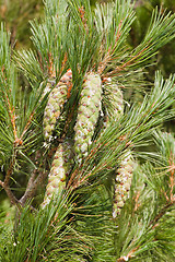 Image showing Branches of a pine with cones