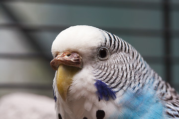 Image showing Australian Blue Parrot macro 3