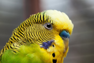 Image showing Australian Green Parrot macro 1