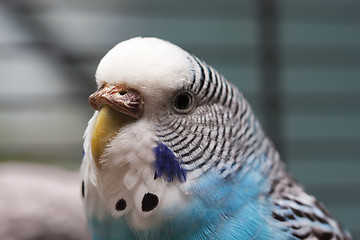 Image showing Australian Blue Parrot macro 1