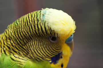 Image showing Australian Green Parrot macro 3