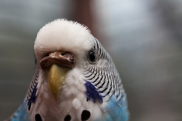 Image showing Australian Blue Parrot macro 2