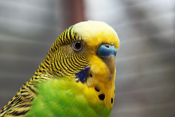 Image showing Australian Green Parrot macro 2