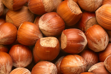 Image showing Hazelnuts