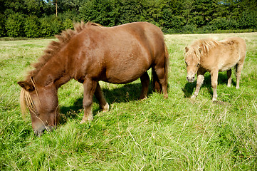 Image showing Horse mother and child