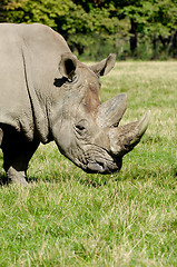 Image showing Rhinoceros