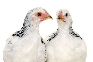 Image showing Chickens