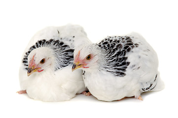 Image showing Two chickens