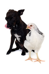 Image showing Puppy dog and chicken