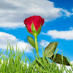 Image showing Red rose and clouds