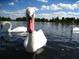 Image showing A swan in a pond of Hyde Park