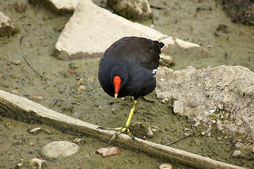 Image showing Moorhen In Canada Water