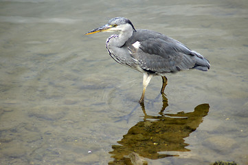 Image showing Heron in Canada Water