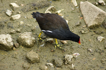 Image showing Moorhen In Canada Water