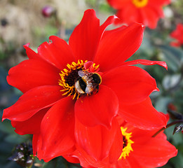 Image showing Bee On Red Flower