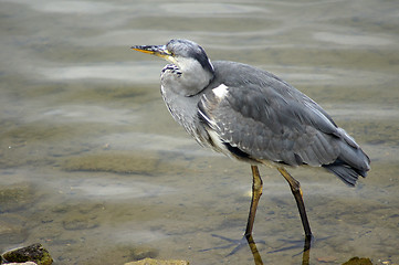 Image showing Heron In Canada Water 