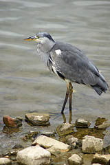 Image showing Heron in Canada Water