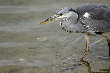 Image showing Heron In Canada Water 