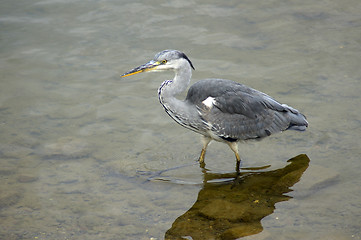 Image showing Heron in Canada Water