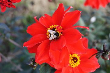 Image showing Bee On Red Flower