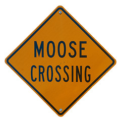 Image showing Moose Crossing