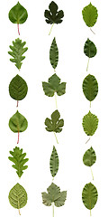 Image showing Leaves collage