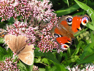 Image showing butterflies