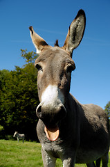 Image showing Donkey shows tongue