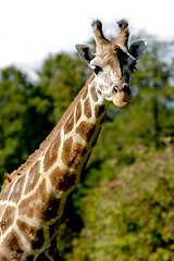 Image showing Giraff