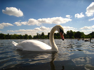 Image showing A swan in a pond