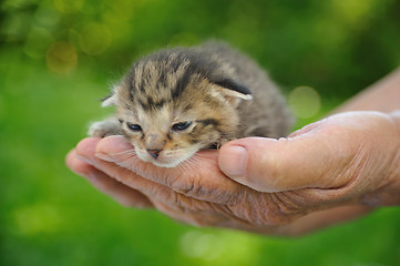 Image showing Senior’s hands holding little kitten