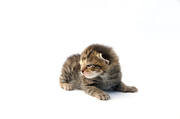 Image showing Kitten over white background