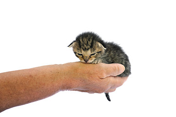 Image showing Senior’s hand holding little kitten