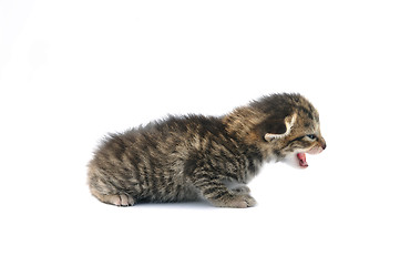 Image showing Kitten over white background