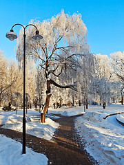 Image showing park in winter