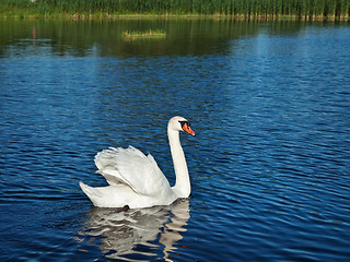 Image showing swan