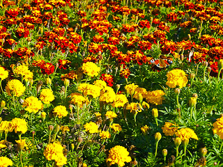 Image showing bright meadow