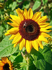 Image showing sunflower